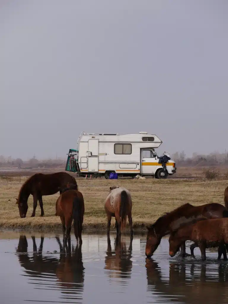 Camping-car avec des chevaux en Géorgie